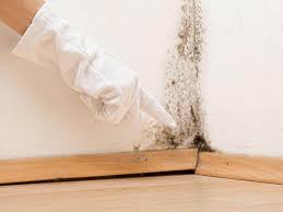 Best Environmental Consulting for Mold Prevention  in Kershaw, SC